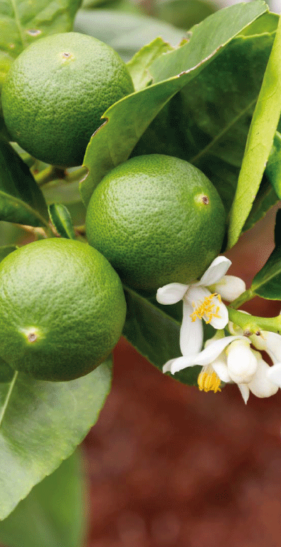 Flowers-fruits-lime-tree